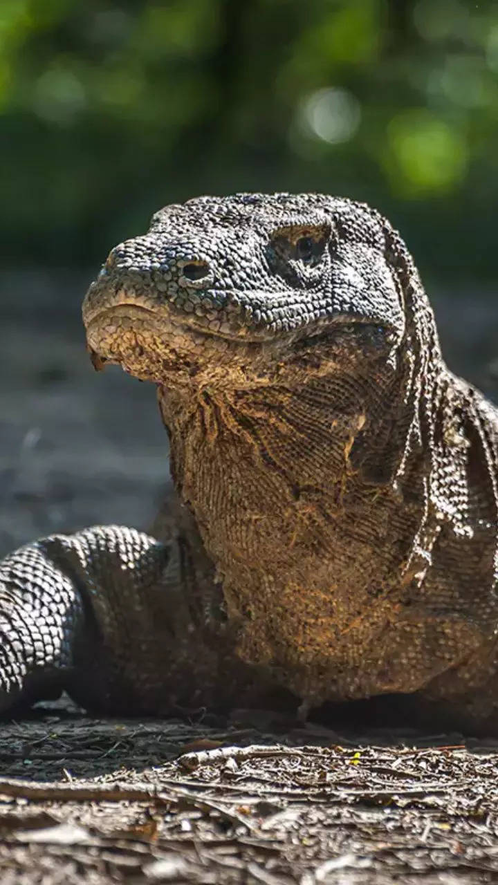 Indonesia is the only place to have Komodo dragons – here are ...