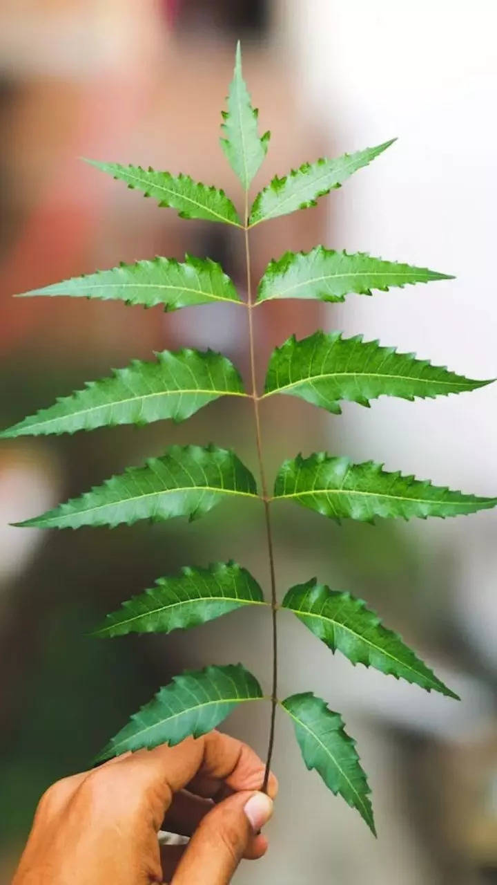 Neem leaves can help fight dandruff, here are its benefits for skin and hair  | Zoom TV