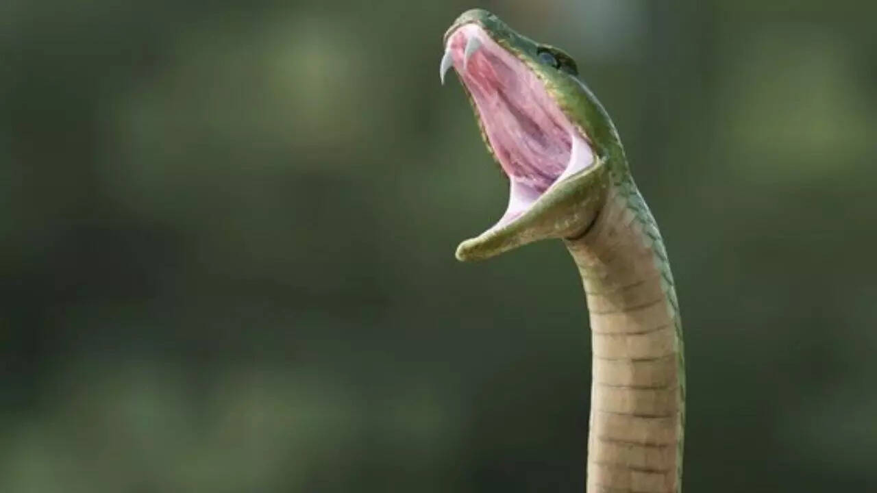 Elvish Yadav Arrested In Snake Venom Case All About What Happened In