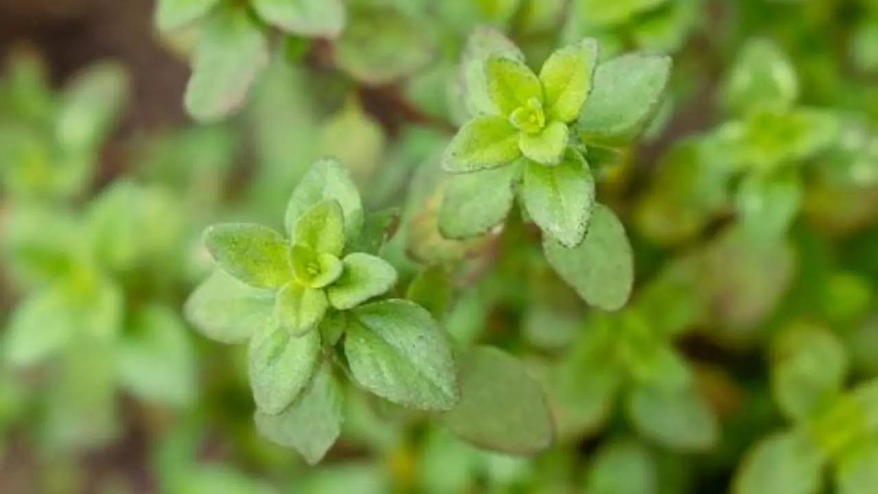 Lemon thyme  