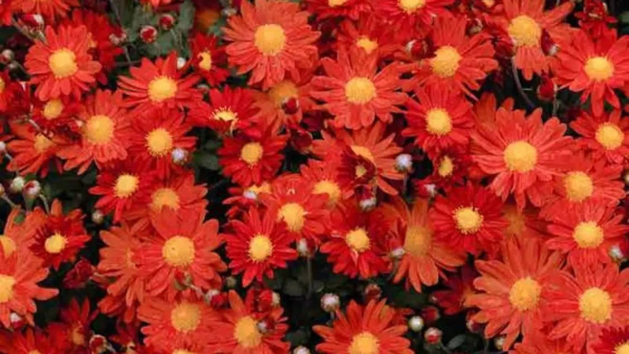 Chrysanthemums   