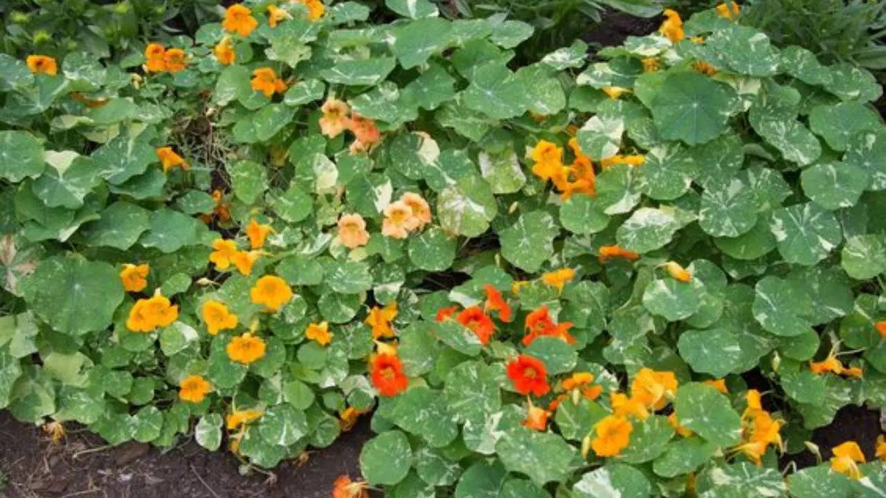 Nasturtium