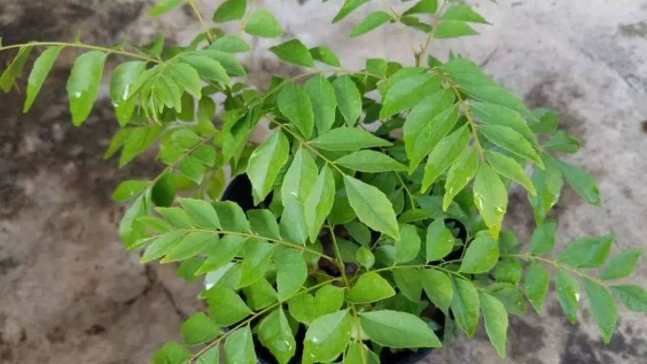 Curry leaves 