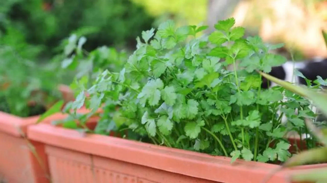 Coriander  