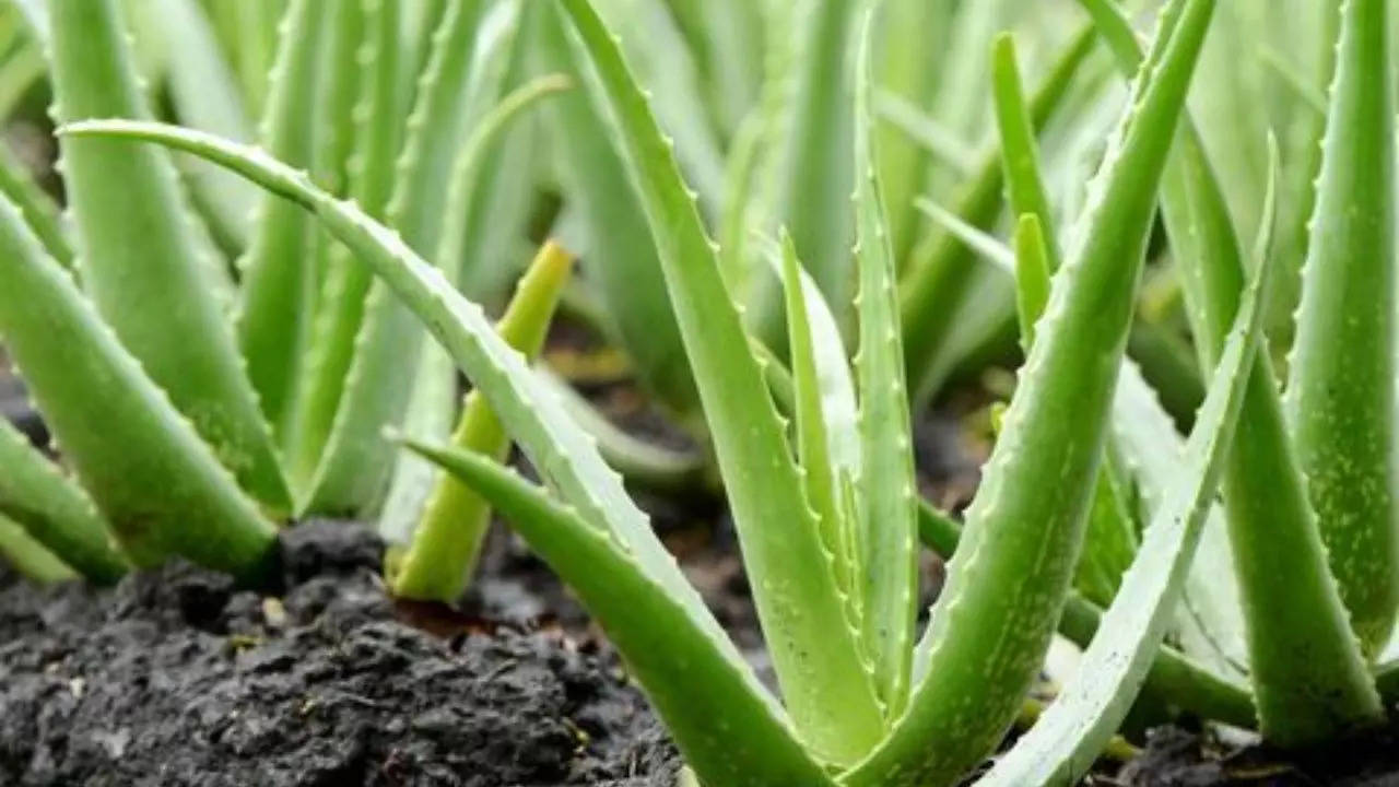 Aloe Vera 