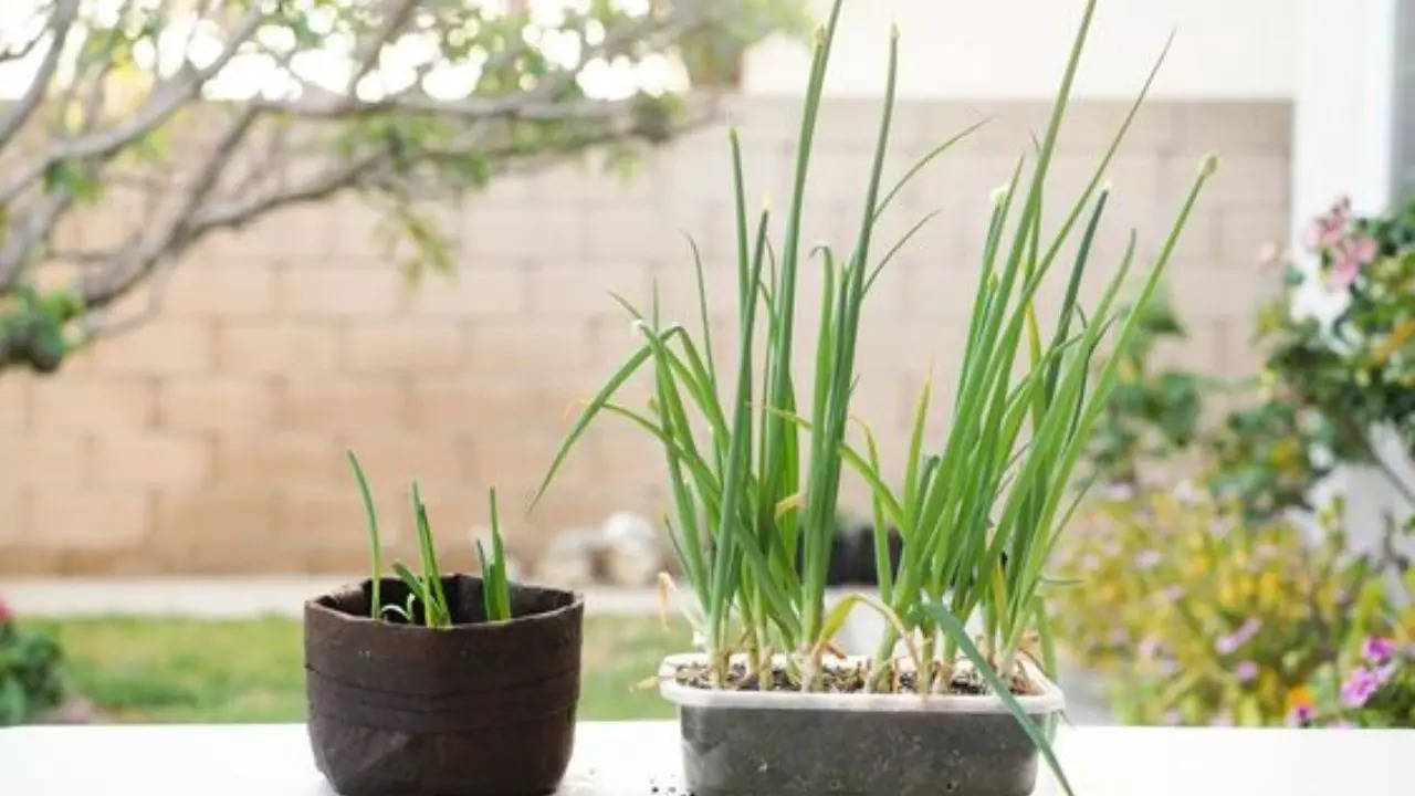 Green Onion Leaves 