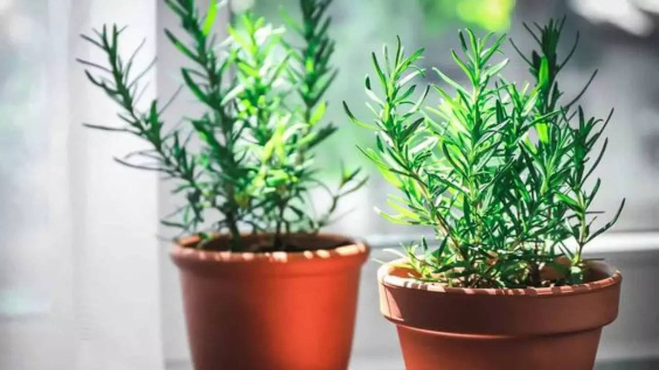 Tulsi To Rosemary 9 Herbs That You Can Easily Grow At Home