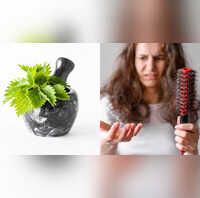 Benefits of nettle for hair loss, Beauty News Zoom TV