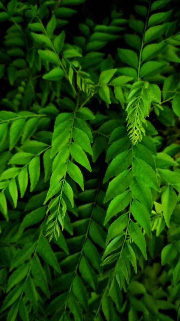Health Benefits Of Curry Leaves