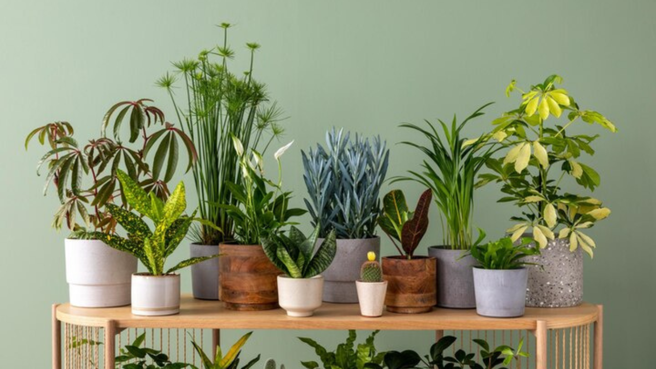 Best Indoor Plants for Positivity and Happiness, Lifestyle News | Zoom TV