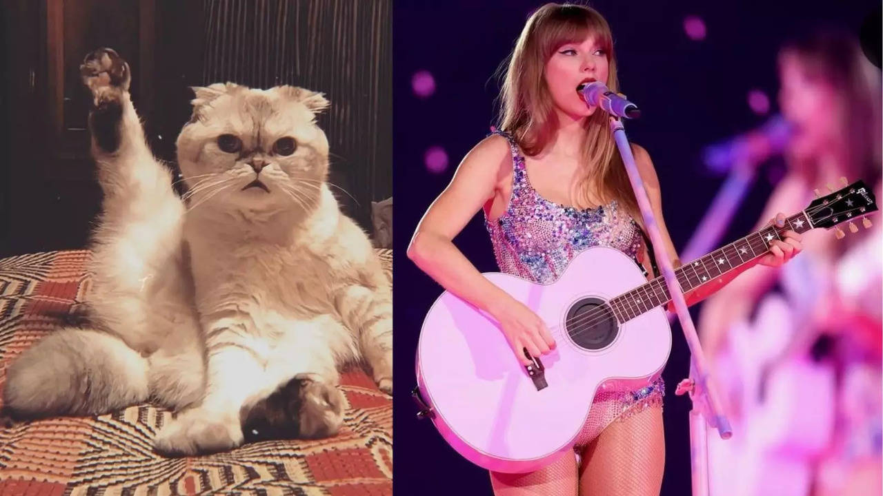 Taylor Swift's Cat Olivia Benson's Net Worth Is $97 Million