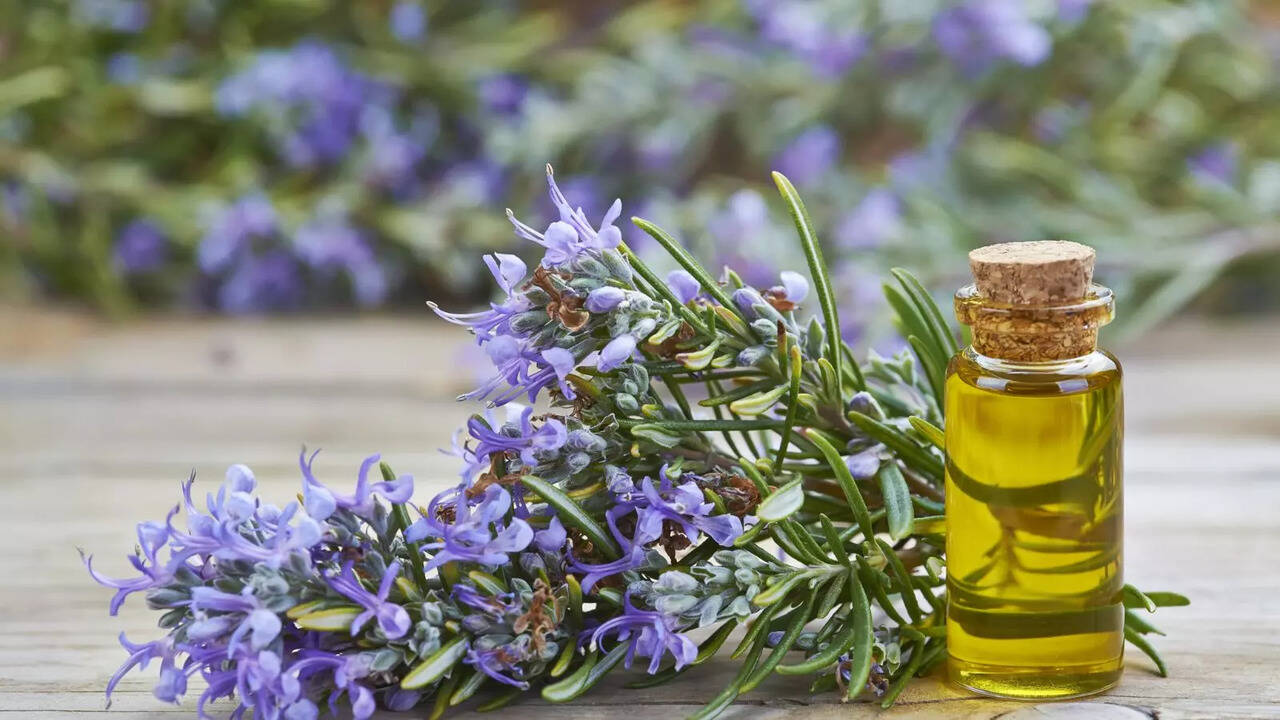 Rosemary Oil Solution to Your Dry Skin and Hair, Beauty News Zoom TV