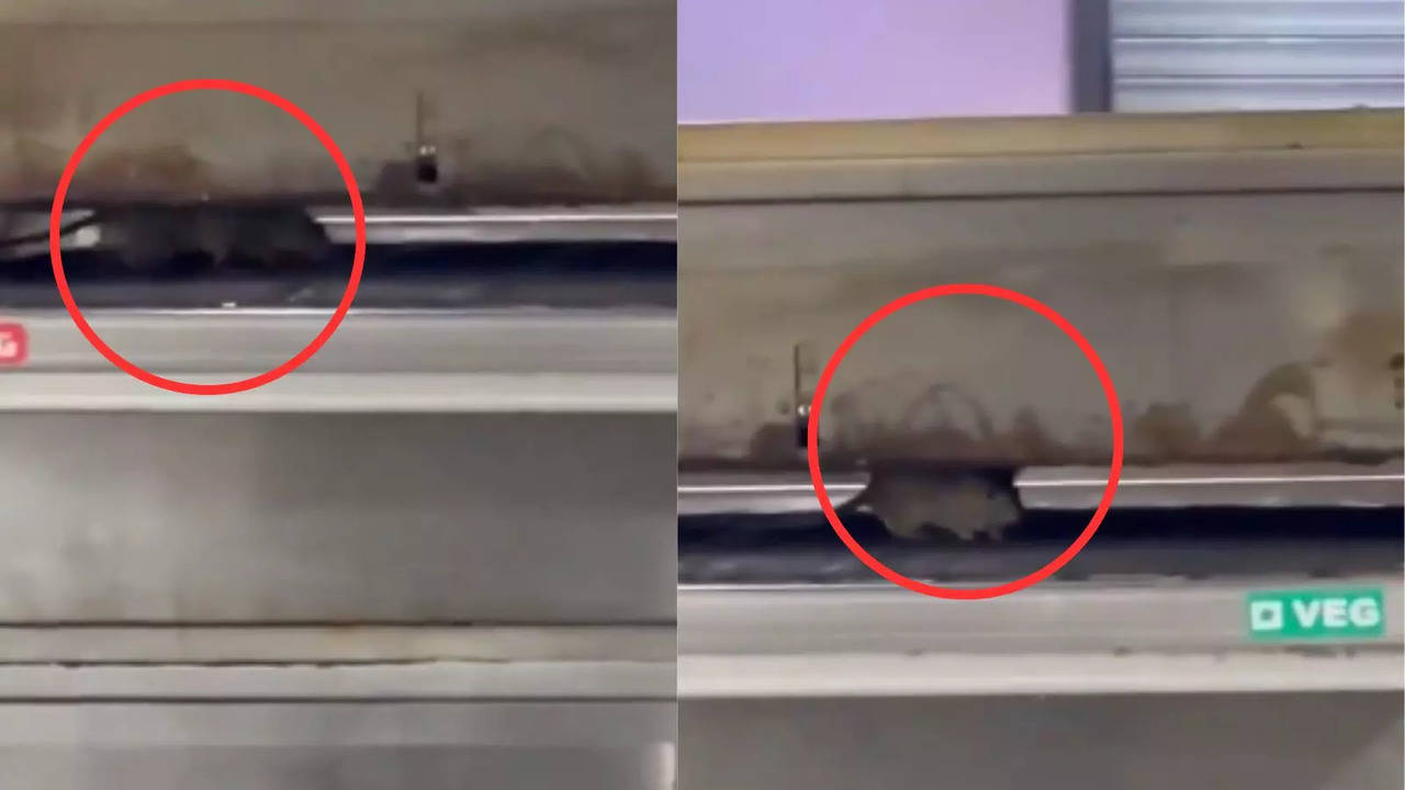 Disgusting! Rat Seen Running On Oven Inside Domino's In Mumbai's Byculla, FDA Alerted