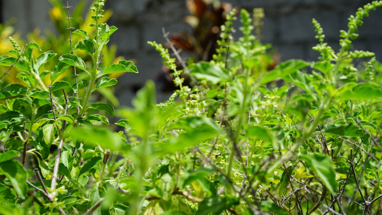 Tulsi Your Tulsi plant dying in the cold Here s how you can