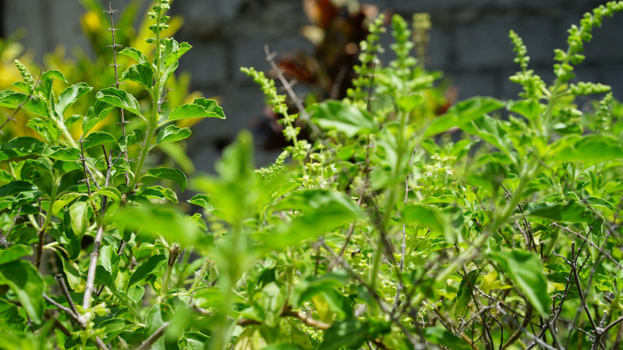 Your Tulsi plant dying in the cold? Here's how you can rejuvenate it
