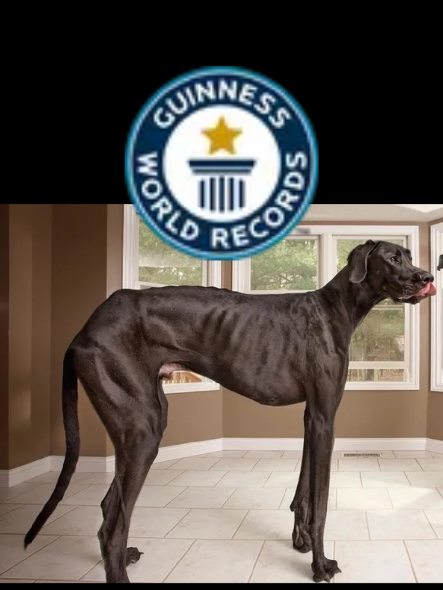 Dogs in Guinness World Records from longest tail to scooter rider