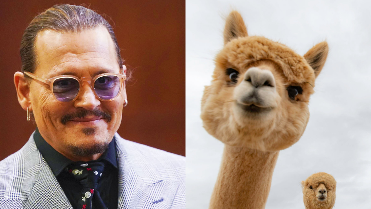 Did Johnny Depp's fans bring alpacas outside courthouse in Amber Heard