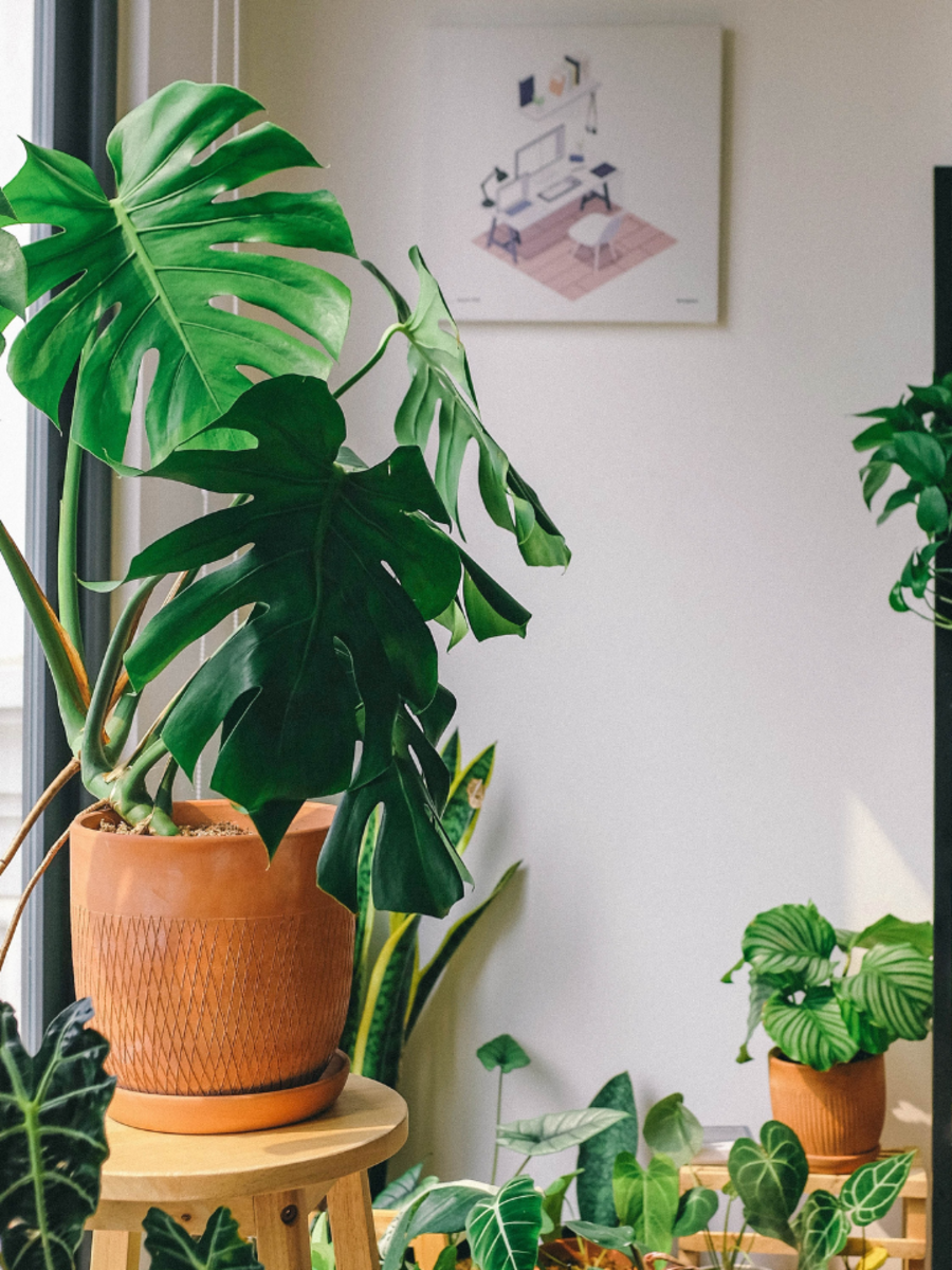 Want to be a plant parent? Here are 10 best indoor plants for your home ...