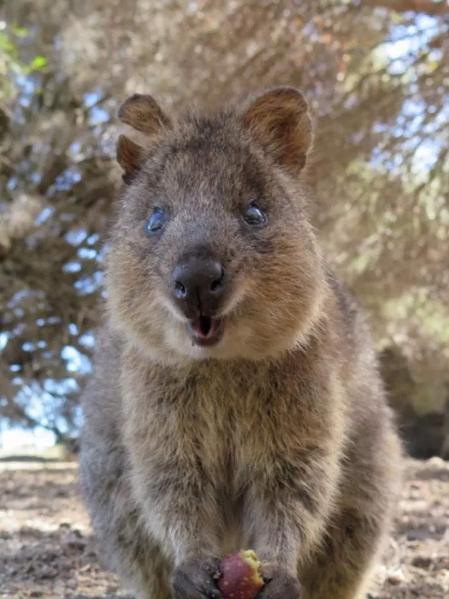 7-cutest-animals-australia-is-hiding-from-the-world-times-now