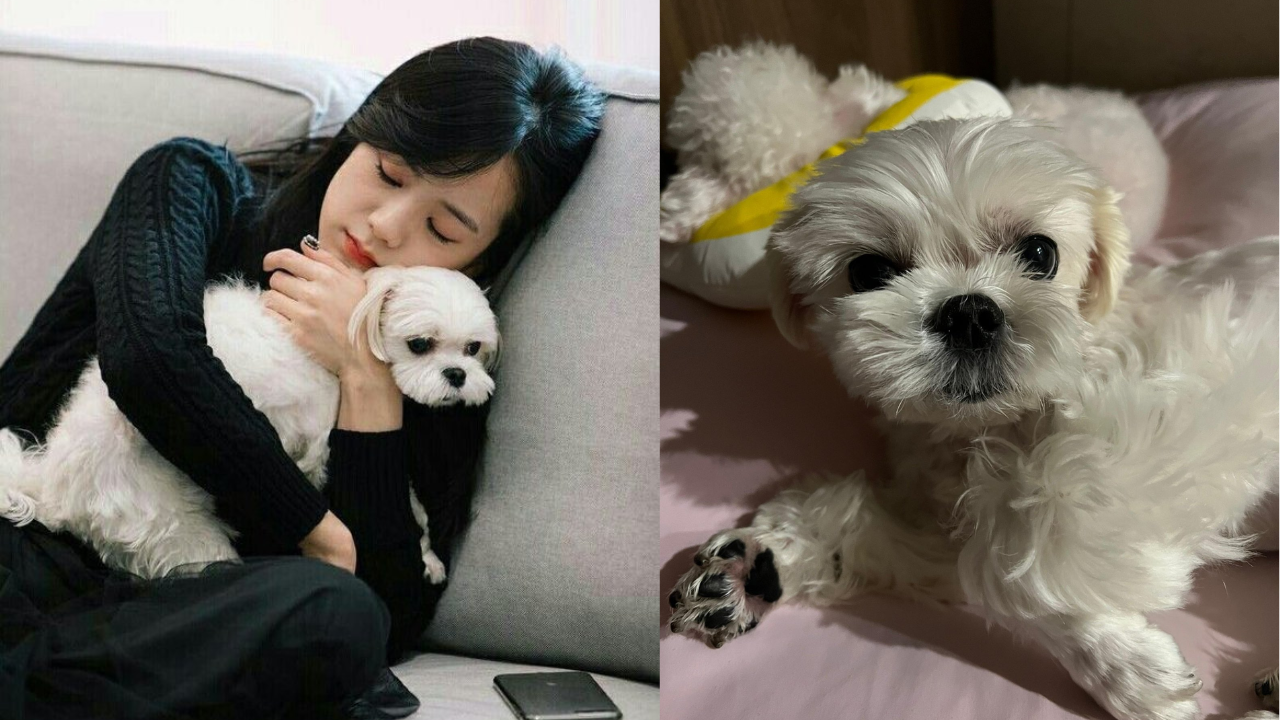 Blackpink’s Jisoo gives a glimpse of her dog, Dalgom after a long time ...