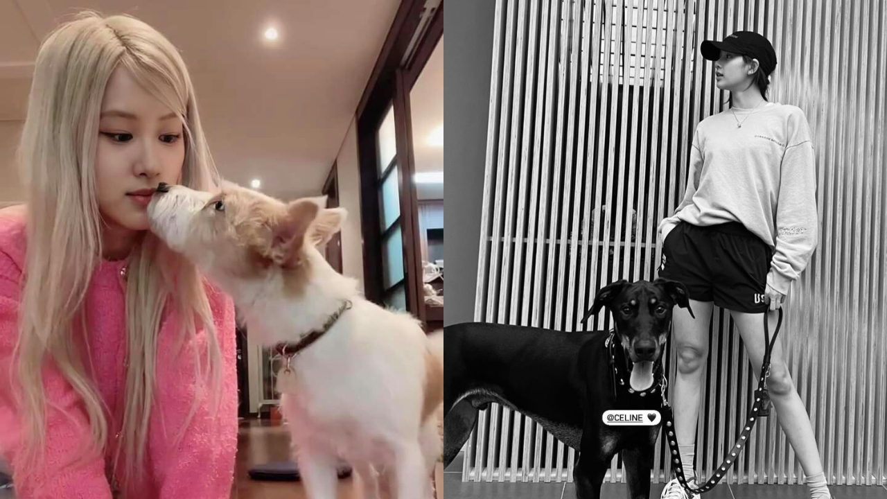 blackpink rosé dog hank cute moments 