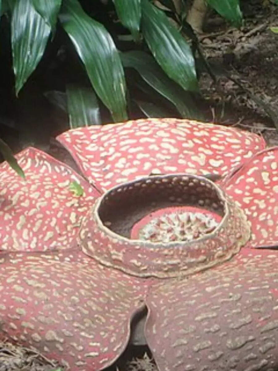 7 most unusual flowers in the world Times Now