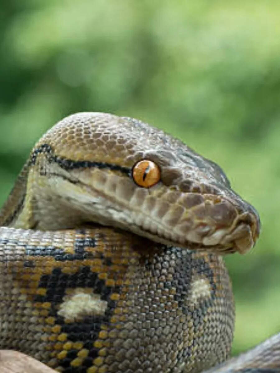 How can a snake eat a human? Times Now