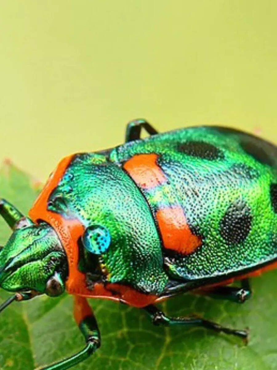 7-weirdest-insects-in-the-world-times-now