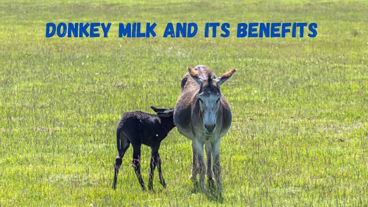 Donkey milk and its benefits