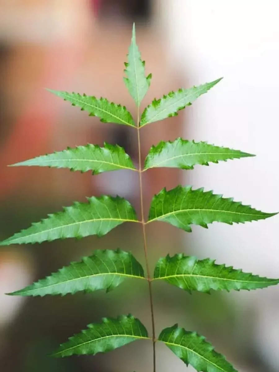 Neem leaves can help fight dandruff, here are its benefits for skin and hair