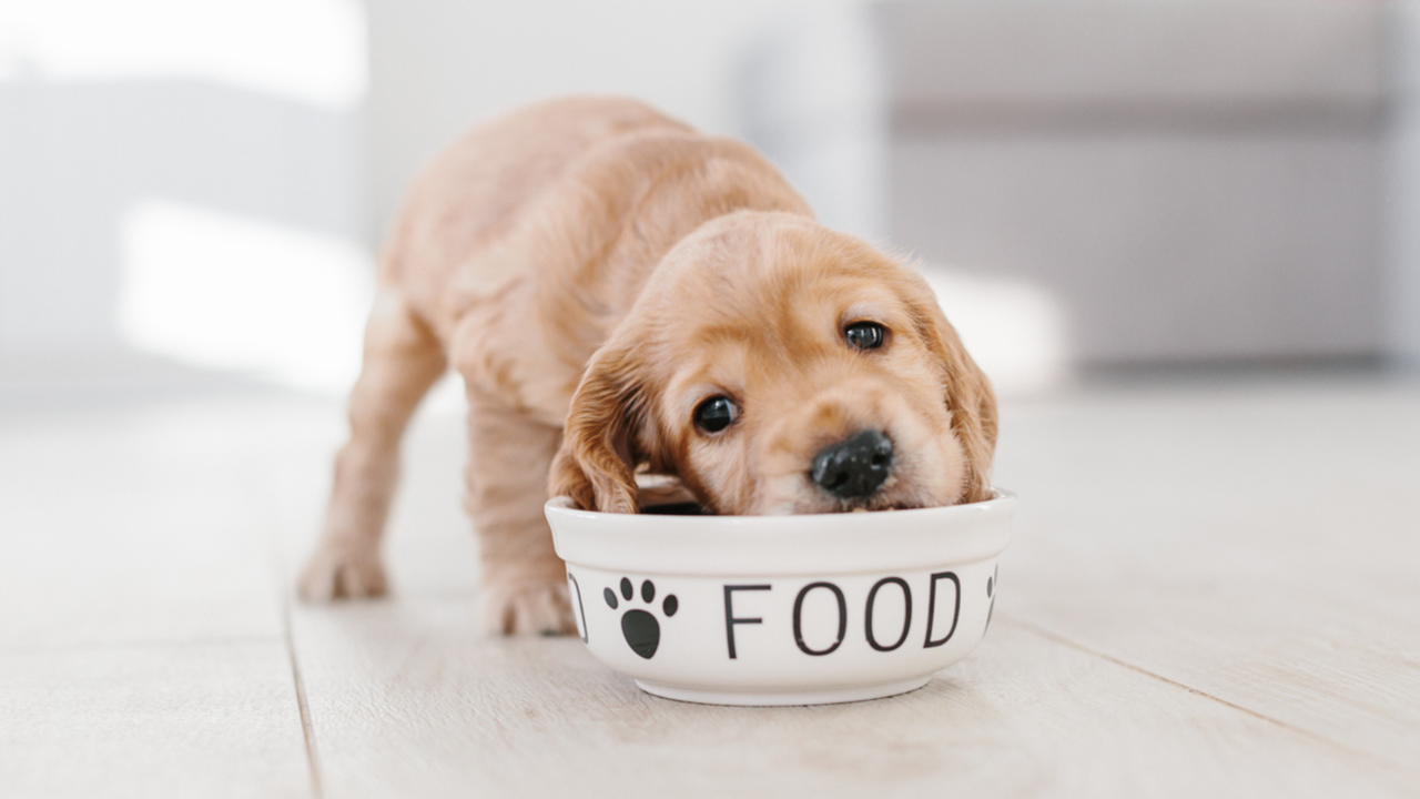 5 tips on how pet parents can ensure that their pets are getting sufficient protein
