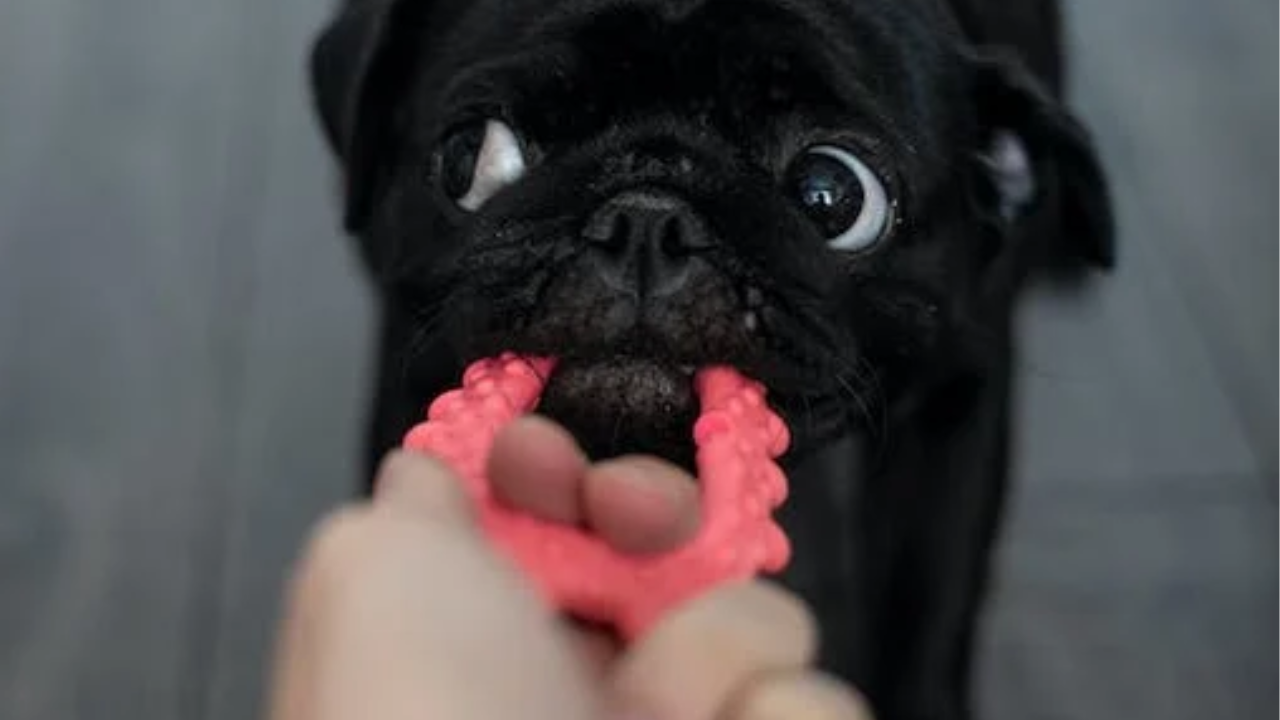 Importance Of Choosing NonToxic Toys For Your Pets, Lifestyle News