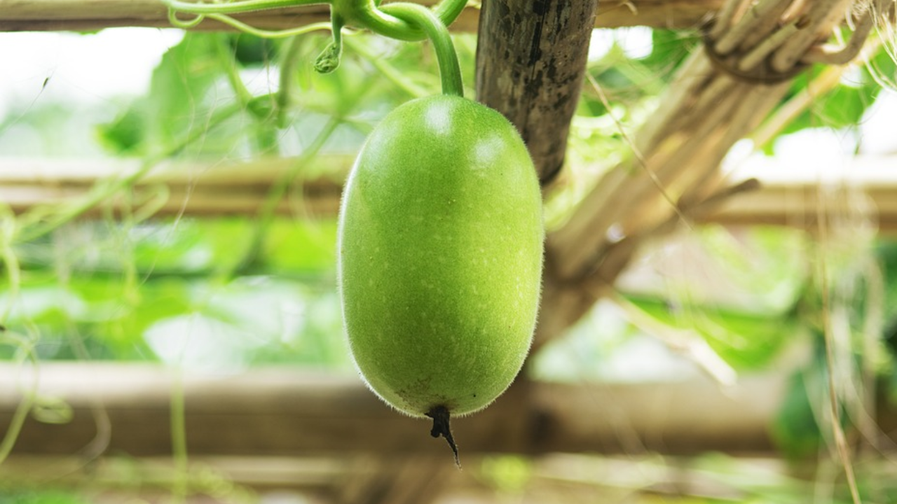 Ash Gourd